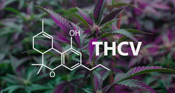 THCV Strain